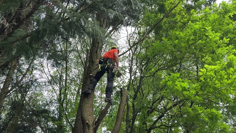 Best Emergency Tree Removal  in Covelo, CA