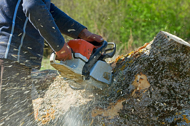 How Our Tree Care Process Works  in  Covelo, CA